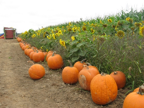 урожай тыквы